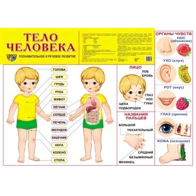 плакат А2 картон.Сфера Тело человека 908655